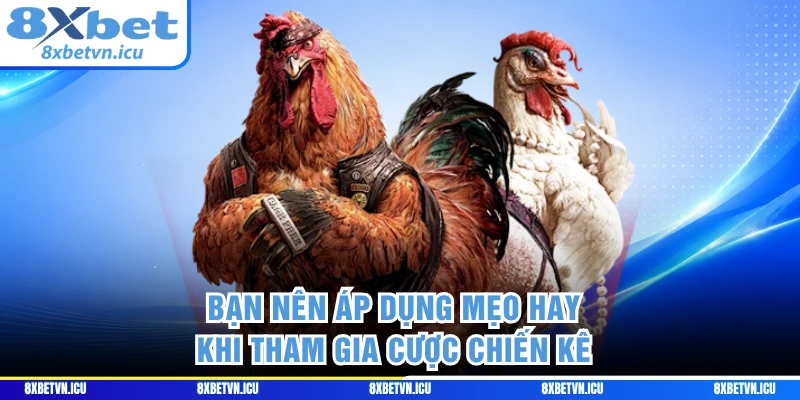 Bạn nên áp dụng mẹo hay khi tham gia cược chiến kê
