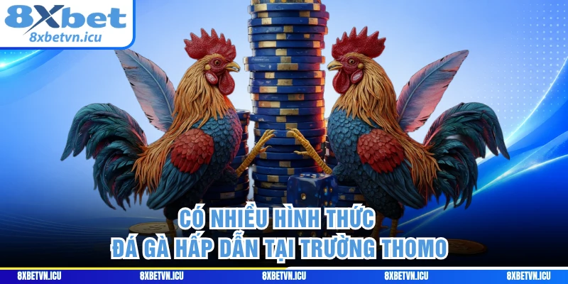Có nhiều hình thức đá gà hấp dẫn tại trường Thomo