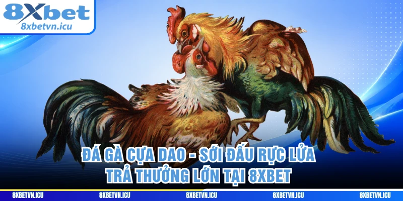 Đá Gà Cựa Dao - Sới Đấu Rực Lửa Trả Thưởng Lớn Tại 8XBET