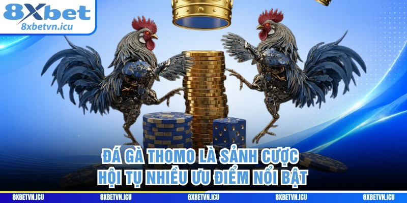 Đá gà Thomo là sảnh cược hội tụ nhiều ưu điểm nổi bật