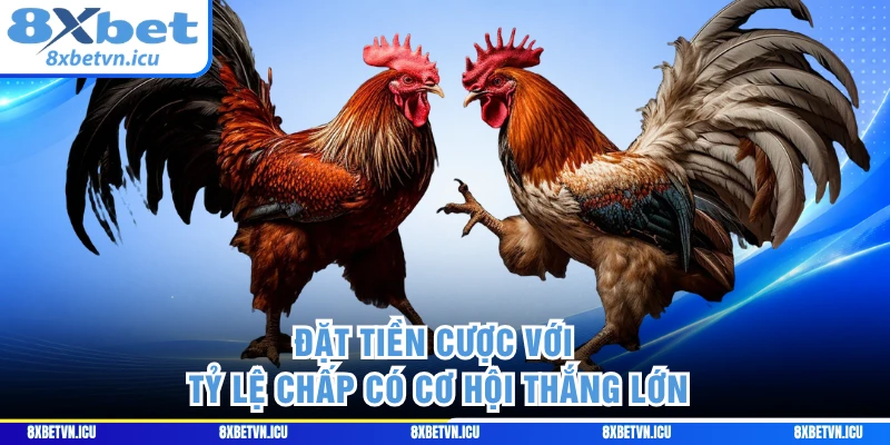 Đặt tiền cược với tỷ lệ chấp có cơ hội thắng lớn