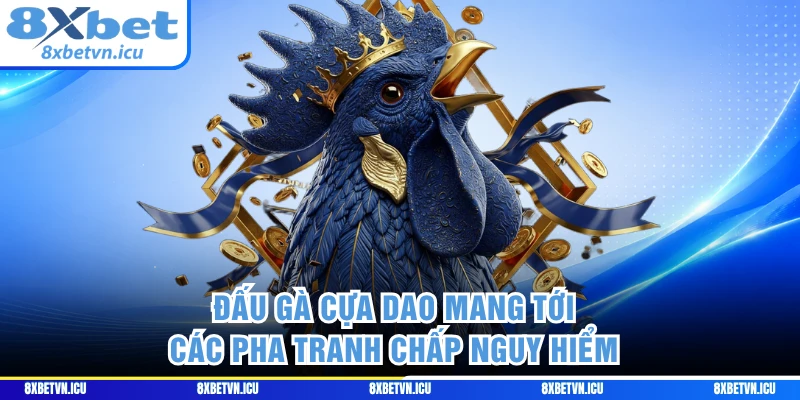 Đấu gà cựa dao mang tới các pha tranh chấp nguy hiểm